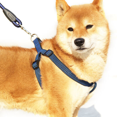 

Xi Shuai pet leash rope chest strap set dog rope dog chain square round rope small&medium dogs for black&blue 10mm120cm