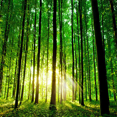 

Природа Пейзаж 3D Настенная панно Пользовательские фотообои для гостиной Sunshine Forest TV Справочная информация Стены Papel De Parede