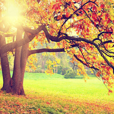 

Custom 3D Photo Wallpaper Mountain Forest Autumn Maple Leaf Natural Landscape Non-woven Art Mural Living Room Bedroom Wallpaper