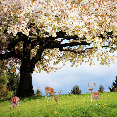 

Пользовательский пасторальный стиль Cherry Blossom Trees Elk Photo Mural Романтическая природа Пейзаж Mural Обои Гостиная Home Decor 3D