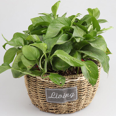 

Steel frame straw storage basket basket porch decoration living room crafts ornament handmade rattan storage basket trumpet