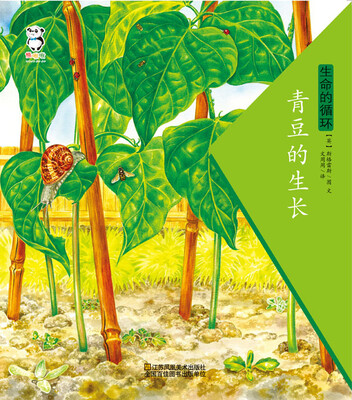 

生命的循环·青豆的生长