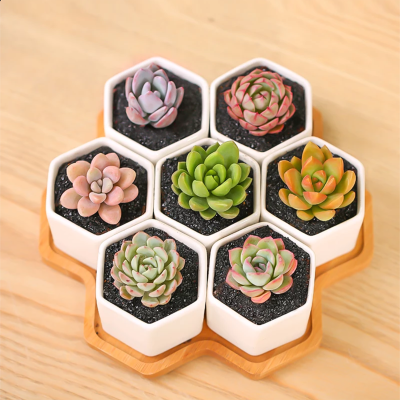 

Mini Hexagon White Ceramic Plant Pot Cactus Succulent Planter with Bamboo Tray Set of 7 Plants are not included