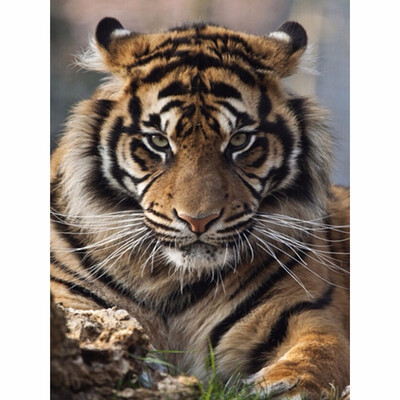 

diy Diamond embroidery decoration 10d diamond painting cross stitchti tiger vase Mosaic rhinestone pasted pattern gift