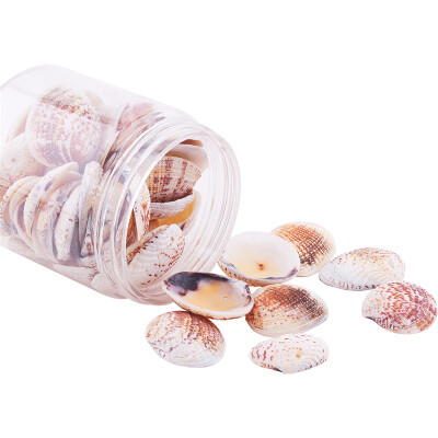 

PH PANDAHALL 50 pcsbox Dyed Clam Seashell Shell Beads Charms with Holes for Jewellery Making