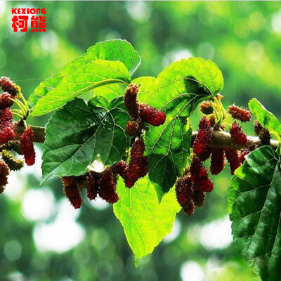 

C-TS016 New Arrival 100g Top Grade 100% Purely Natural Organic Folium Mori Extract Powder Mulberry Leaf Powder