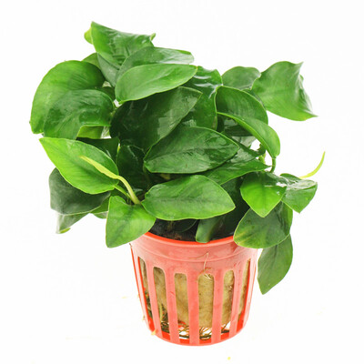 

Ophiopogon Natural Danish Scarlet Yung Fish Tank Scene Scene Live Eucalyptus Yellow Gold Small Water Yung Aquarium Decorative Plant Scenery 2 Pot
