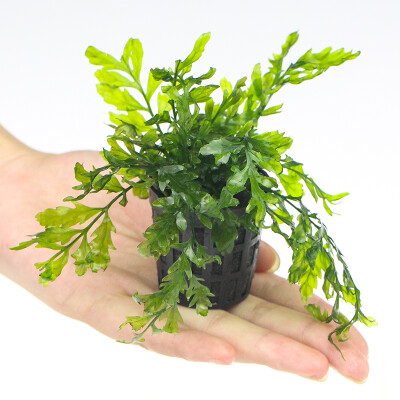 

Odyssey Natural Pteris Pteris Aquaculture Souvenir Tranquil Fungi Antlers