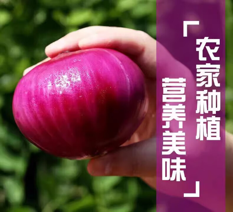 6，【廠家直供】水果洋蔥新鮮紫皮圓蔥蔬菜儅季扁大小洋蔥頭甜味 9斤