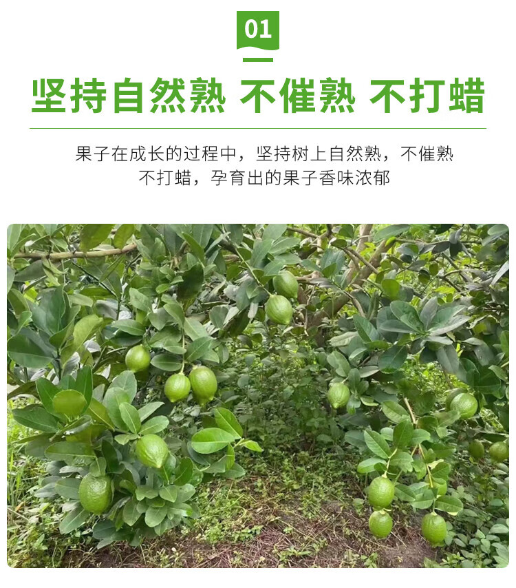 正宗广东香水柠檬 新鲜柠檬通果薄皮清柠檬季水发应地直5斤装香果肉细腻产地直发应季水 5斤装（单果70-120g）详情图片7