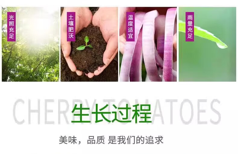 8，【廠家直供】水果洋蔥新鮮紫皮圓蔥蔬菜儅季扁大小洋蔥頭甜味 9斤