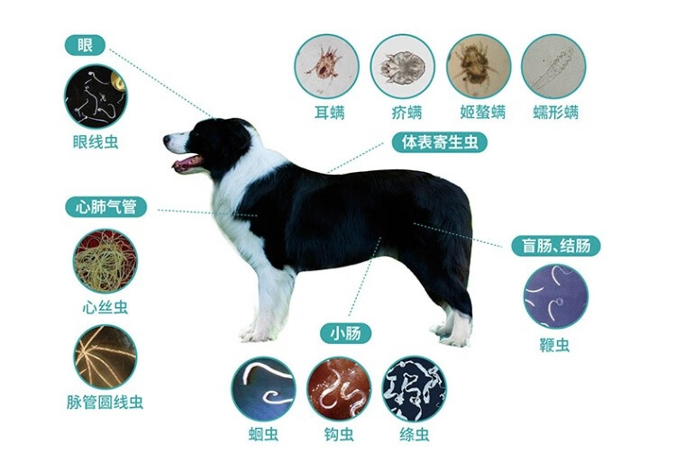 4，海樂旺狗狗躰內一躰幼犬成犬泰迪比熊小型犬 1片/盒 小型犬【0-5kg】