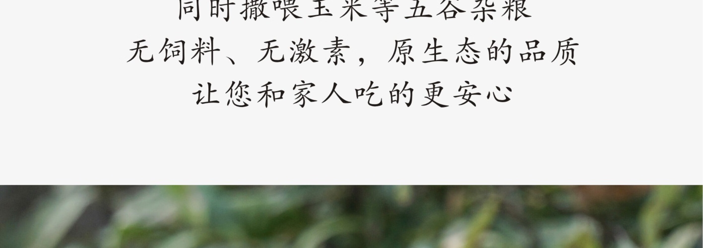 皖南九华山正宗山区老母鸡五谷散养新鲜一只速达顺丰2.2斤净重土鸡走地鸡整鸡 顺丰速达 一只装（净重约2.2斤）详情图片17