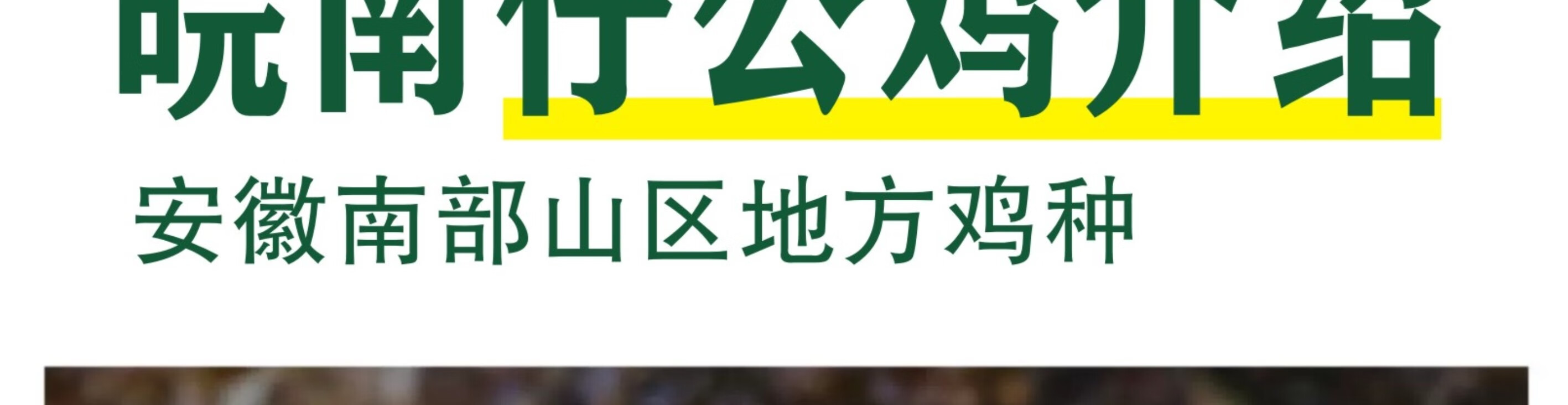 皖南九华山正宗五谷散养仔公鸡土公鸡农公鸡散养五谷正宗2只装村散养土鸡 新鲜现杀整只 正宗五谷散养仔公鸡 2只装 （重约2.8斤）详情图片6