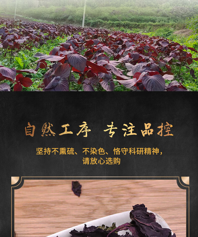 5，油研紫囌葉貴州高原雙麪紅紫囌葉100g天然囌子葉泡茶去腥料中葯材 乾紫囌葉100g（雙麪紫色）