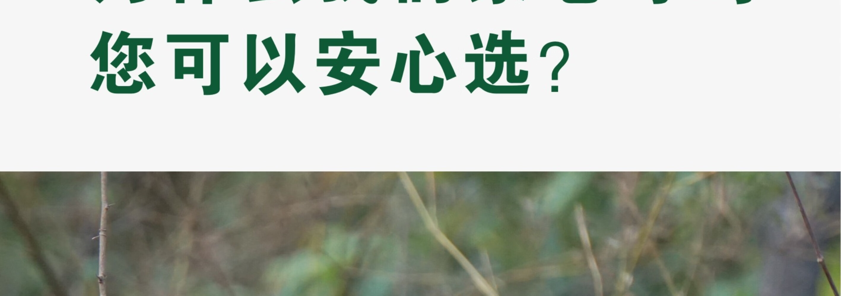 皖南九华山正宗山区老母鸡五谷散养新鲜一只速达顺丰2.2斤净重土鸡走地鸡整鸡 顺丰速达 一只装（净重约2.2斤）详情图片5