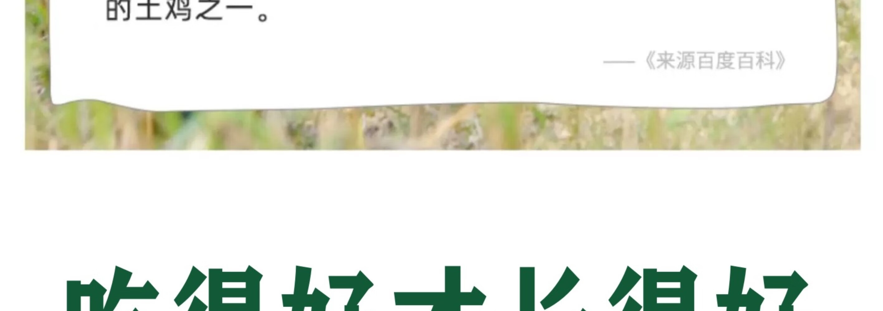 皖南九华山正宗五谷散养仔公鸡土公鸡农公鸡散养五谷正宗2只装村散养土鸡 新鲜现杀整只 正宗五谷散养仔公鸡 2只装 （重约2.8斤）详情图片11