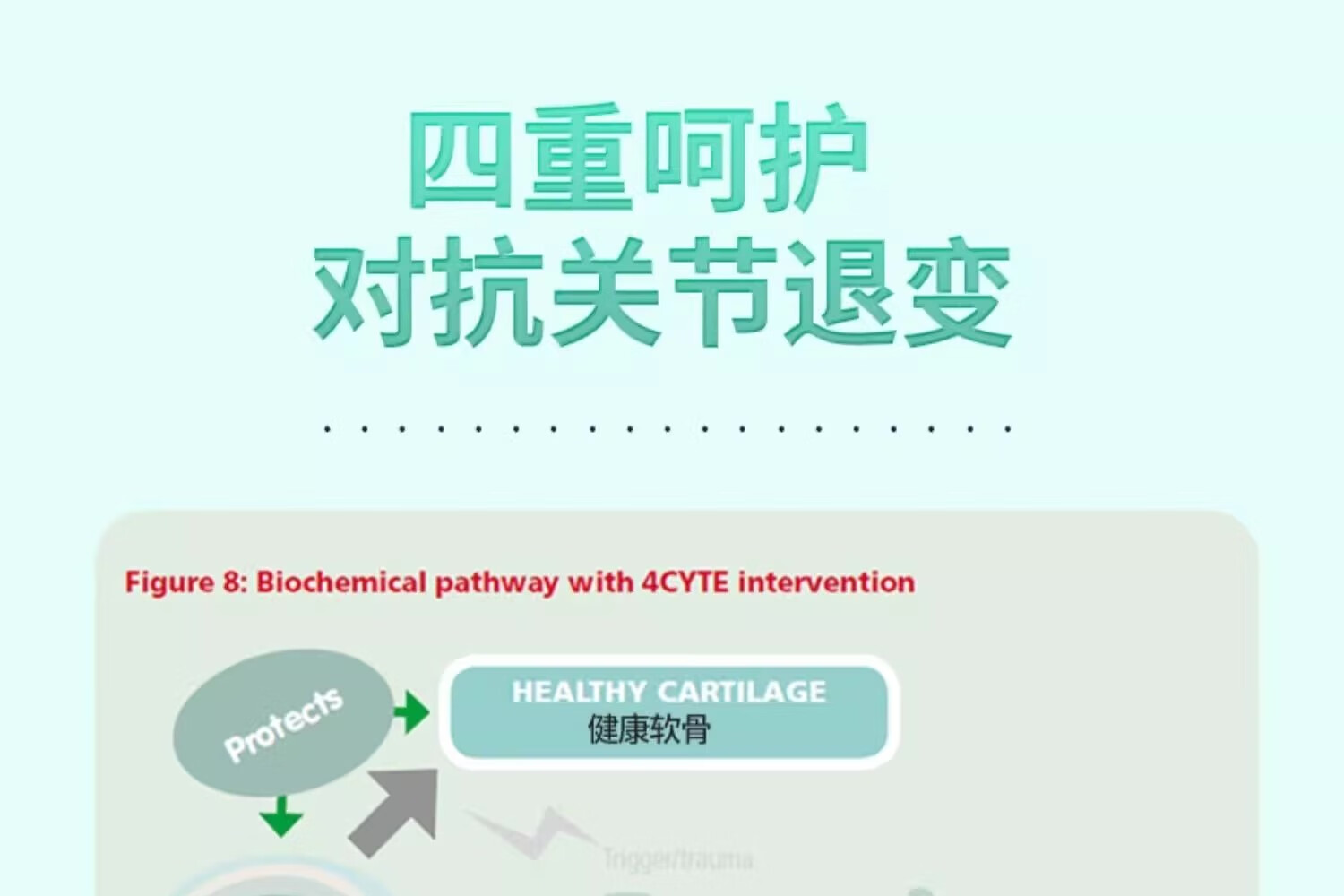 27，sashas薩沙軟骨素關節粉速賽4c膠囊鯊魚軟骨素綠貽貝營養狗貓專用 薩沙膠囊100粒/瓶