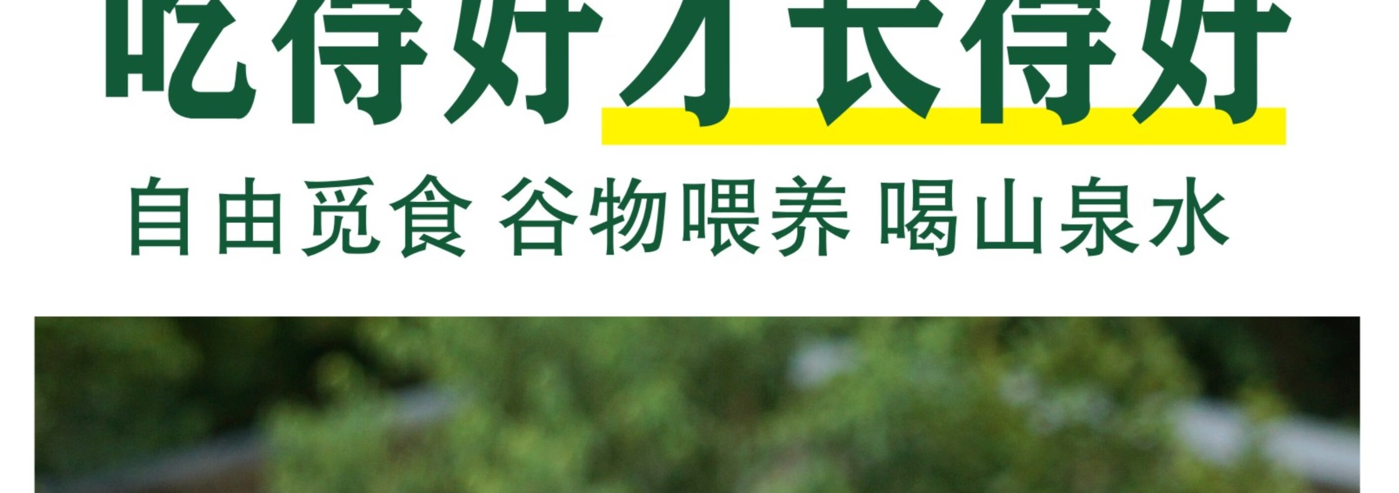 皖南九华山正宗五谷散养仔公鸡土公鸡农公鸡散养五谷正宗2只装村散养土鸡 新鲜现杀整只 正宗五谷散养仔公鸡 2只装 （重约2.8斤）详情图片12