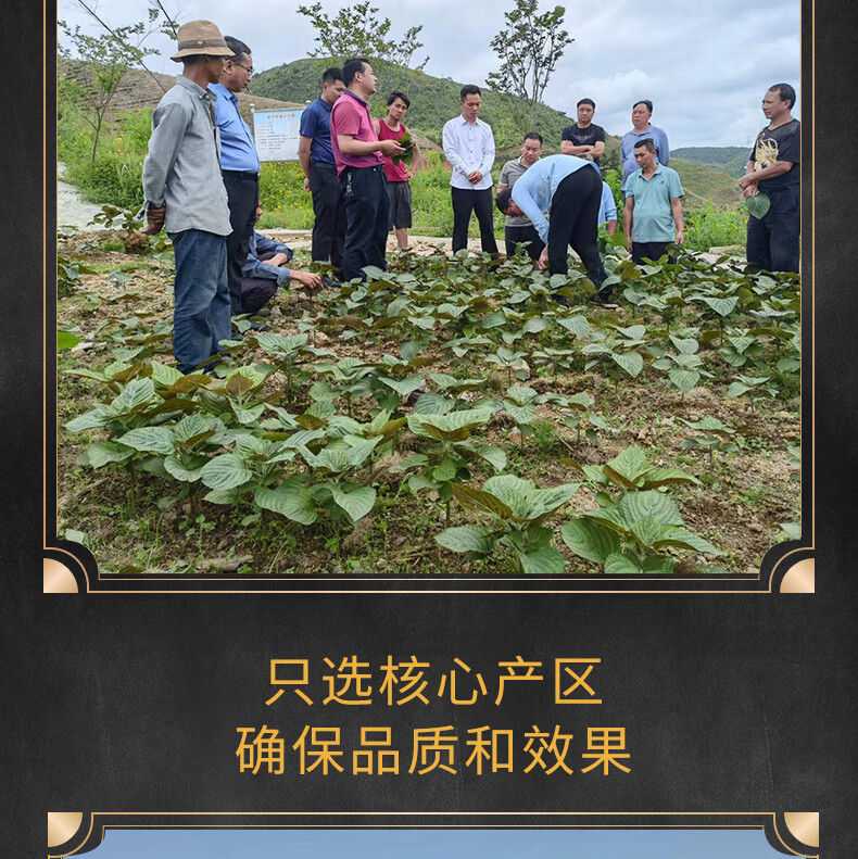 7，油研紫囌葉貴州高原雙麪紅紫囌葉100g天然囌子葉泡茶去腥料中葯材 乾紫囌葉100g（雙麪紫色）