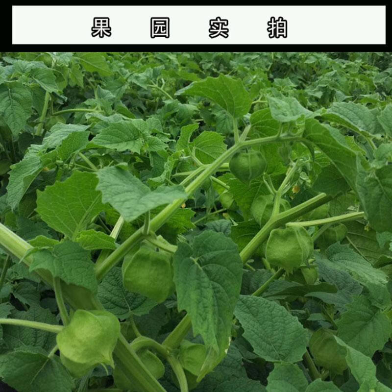 2，【廠家直供】東北菇娘果新鮮燈籠果大菇娘果裡挑出的皮子發黑發黴 2斤 單果100+