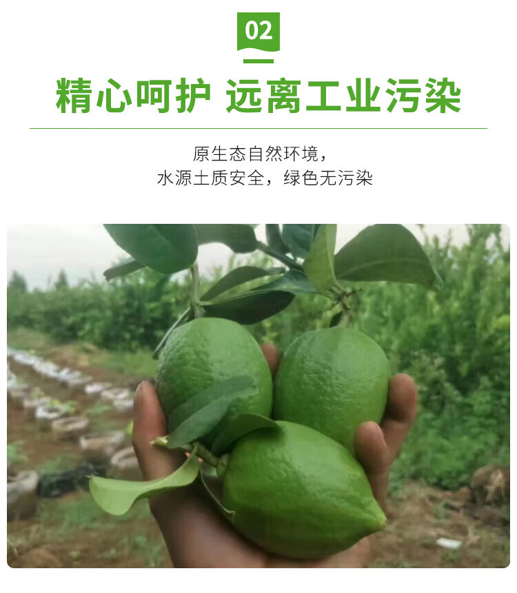 正宗广东香水柠檬 新鲜柠檬通果薄皮清柠檬季水发应地直5斤装香果肉细腻产地直发应季水 5斤装（单果70-120g）详情图片8