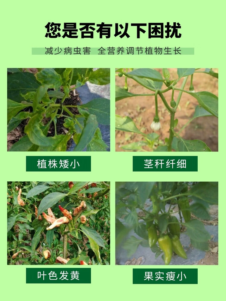 辣椒授粉坐果精座果灵促花促果增产增质授粉坐果座果蔬菜瓜果朝天椒瓜果蔬菜授粉坐果精 授粉座果精500克/1瓶详情图片3