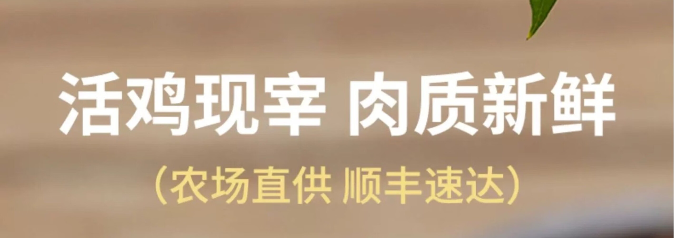 皖南九华山正宗山区老母鸡五谷散养新鲜一只速达顺丰2.2斤净重土鸡走地鸡整鸡 顺丰速达 一只装（净重约2.2斤）详情图片22