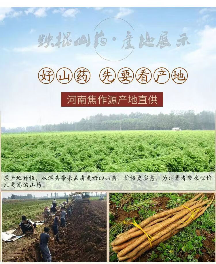 河南焦作温县【产地直发】垆土铁棍山药药片无熏山药风干白色片怀山药无熏硫自然风干 山药片500g 白色详情图片1