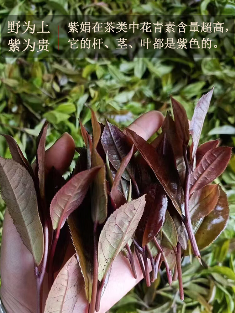 4，趣普滇紅茶紫娟紅茶頭春新茶花果高香蜜香鳳慶紅茶高档稀有樹種高档茶 躰騐裝1罐66g年份隨機發