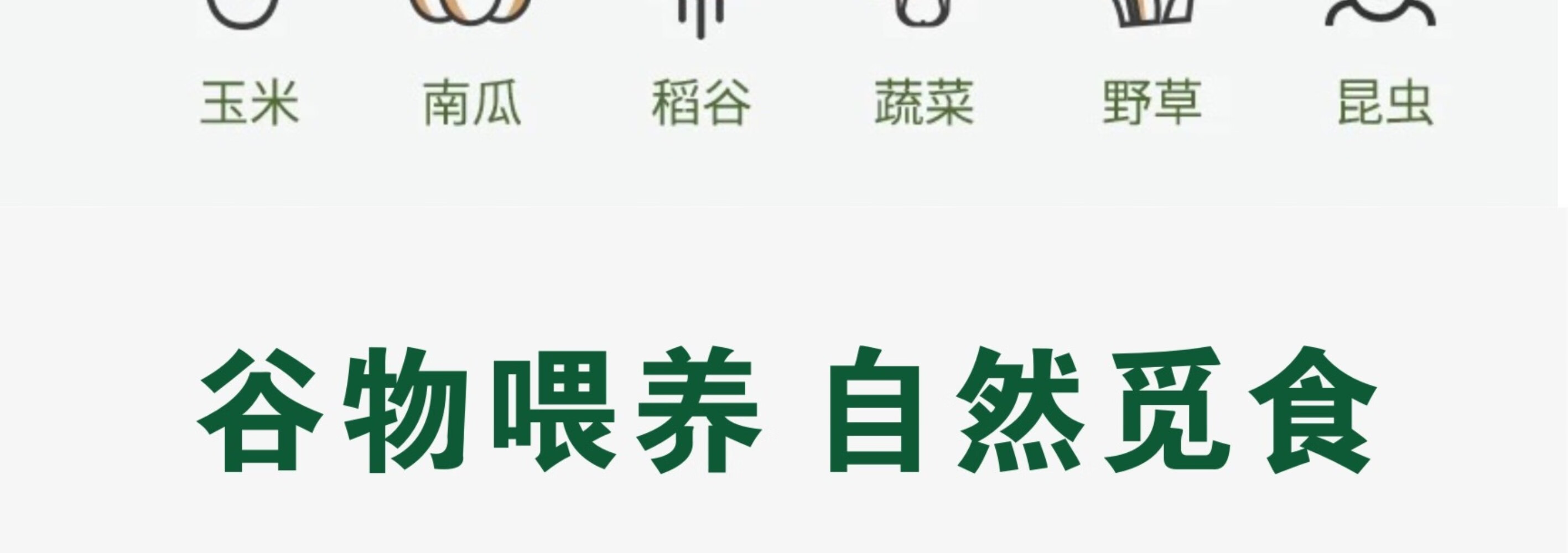 皖南九华山正宗山区老母鸡五谷散养新鲜一只速达顺丰2.2斤净重土鸡走地鸡整鸡 顺丰速达 一只装（净重约2.2斤）详情图片15