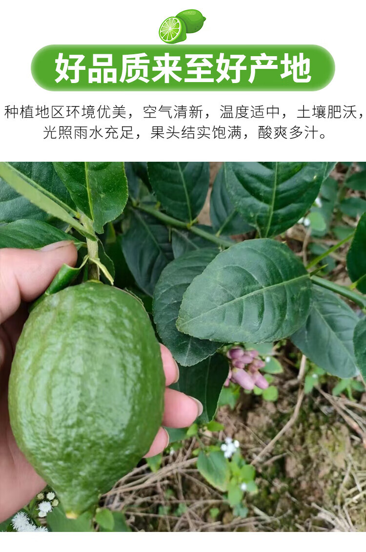 正宗广东香水柠檬 新鲜柠檬通果薄皮清柠檬季水发应地直5斤装香果肉细腻产地直发应季水 5斤装（单果70-120g）详情图片6