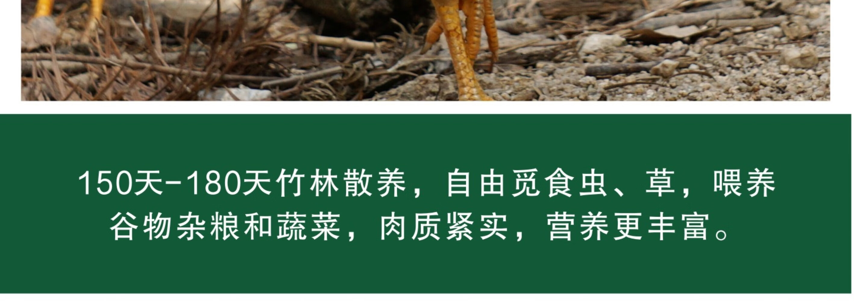 皖南九华山正宗五谷散养仔公鸡土公鸡农公鸡散养五谷正宗2只装村散养土鸡 新鲜现杀整只 正宗五谷散养仔公鸡 2只装 （重约2.8斤）详情图片16