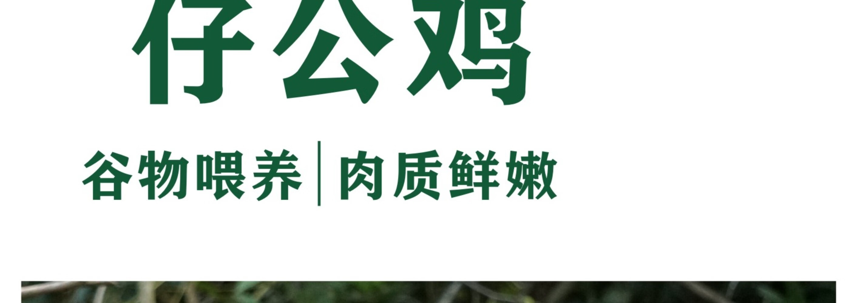 皖南九华山正宗五谷散养仔公鸡土公鸡农公鸡散养五谷正宗2只装村散养土鸡 新鲜现杀整只 正宗五谷散养仔公鸡 2只装 （重约2.8斤）详情图片1