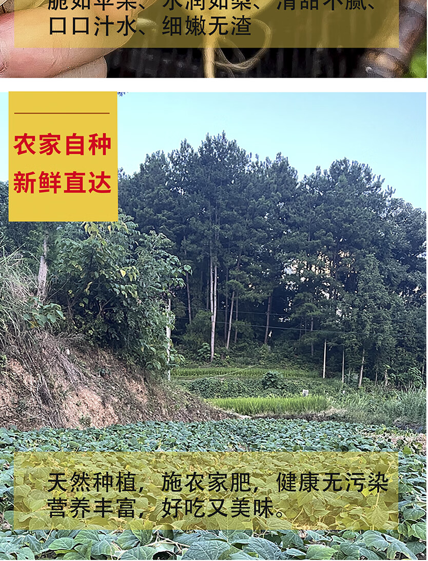 6，【廠家直供】貴州涼薯新鮮地蘿蔔現挖辳家土瓜白地瓜沙葛薯豆薯脆 5斤-中小果