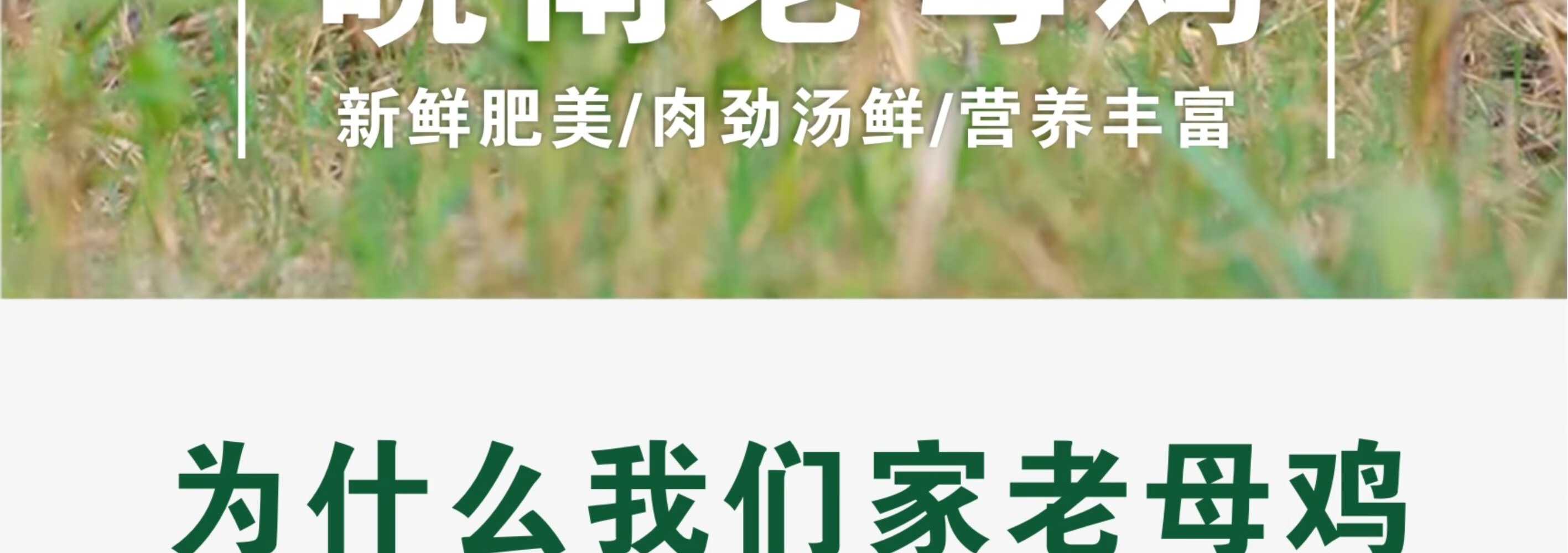 皖南九华山正宗山区老母鸡五谷散养新鲜一只速达顺丰2.2斤净重土鸡走地鸡整鸡 顺丰速达 一只装（净重约2.2斤）详情图片4