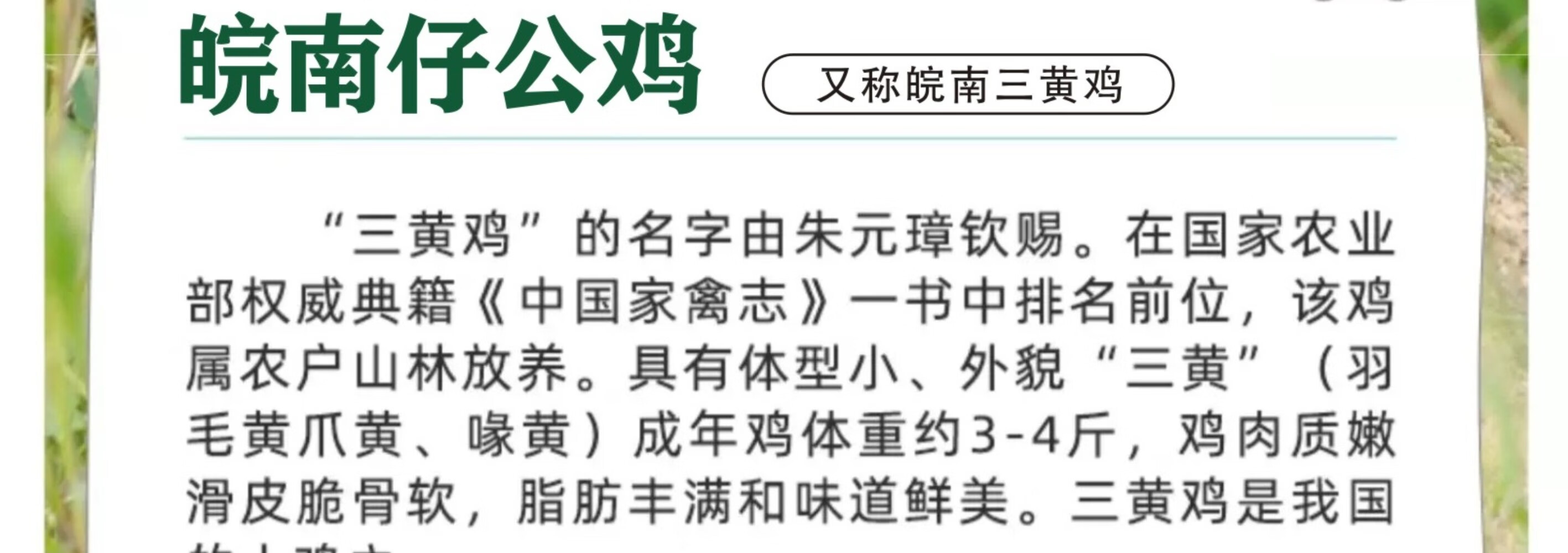 皖南九华山正宗五谷散养仔公鸡土公鸡农公鸡散养五谷正宗2只装村散养土鸡 新鲜现杀整只 正宗五谷散养仔公鸡 2只装 （重约2.8斤）详情图片10