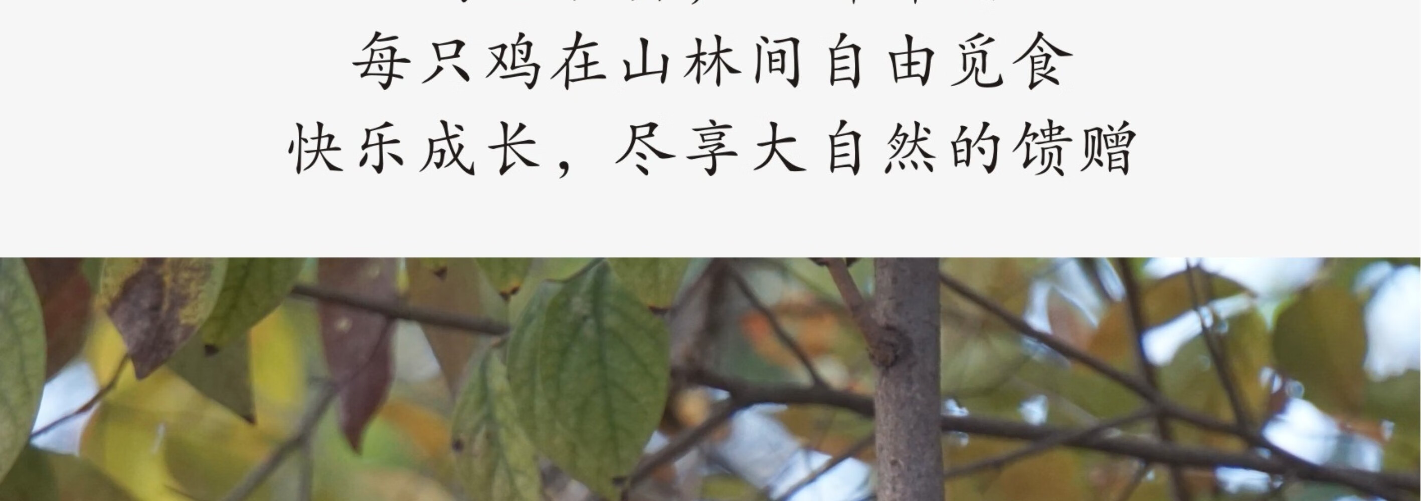 皖南九华山正宗山区老母鸡五谷散养新鲜一只速达顺丰2.2斤净重土鸡走地鸡整鸡 顺丰速达 一只装（净重约2.2斤）详情图片11