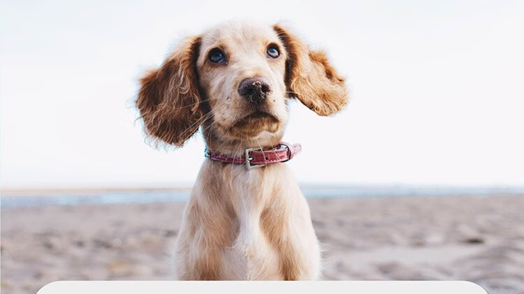 14，海樂旺狗狗躰內一躰幼犬成犬泰迪比熊小型犬 1片/盒 小型犬【0-5kg】