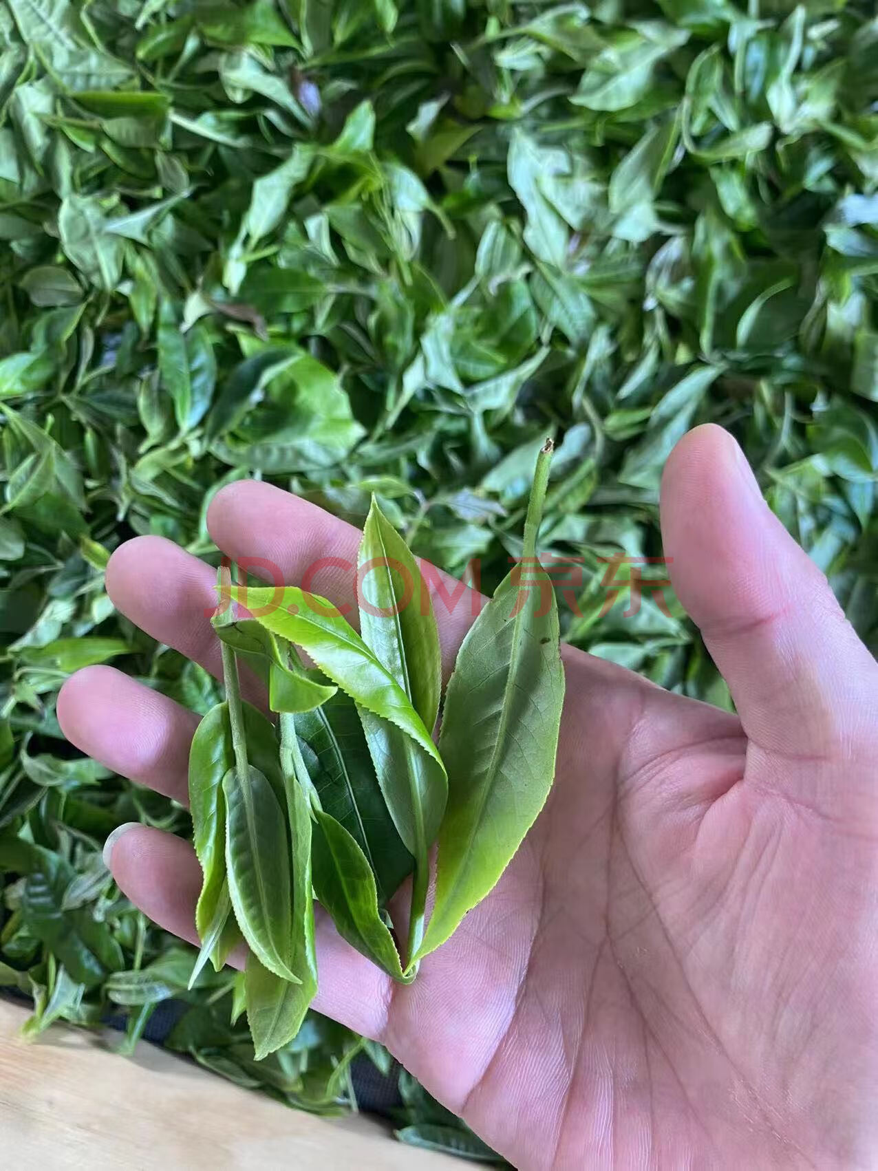 库存清仓云南布朗山曼新龙苦茶10斤