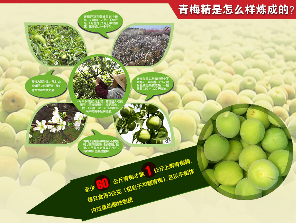 达心堂青梅精青梅浓缩碱性食品梅精青梅果拉丝炼梅膏梅锭