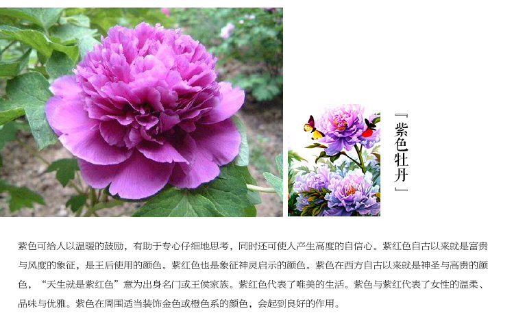 
                                        世轩 十字绣精准印花3D牡丹花开富贵春大画 十字绣客厅挂画大 11CT印花棉线196*64                