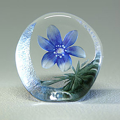 花语幻想之蓝色风信子