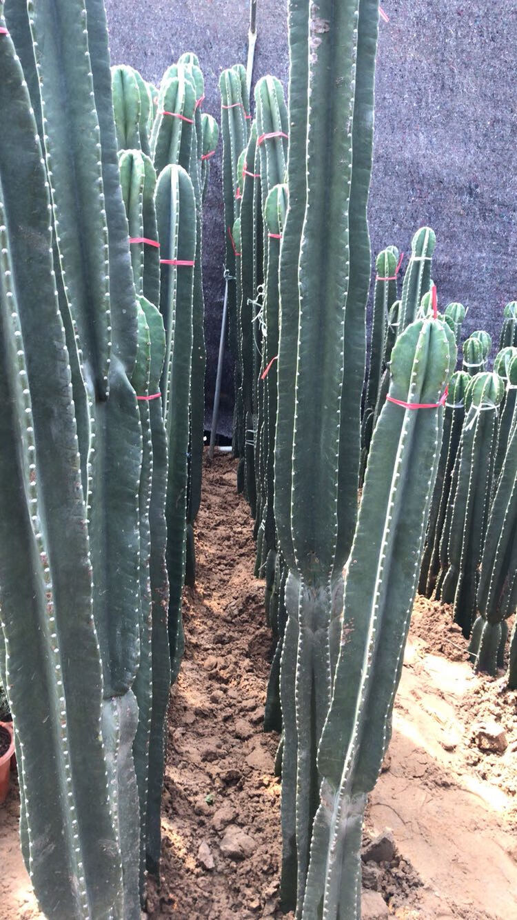 多肉巴西龙骨花量天尺仙人柱大型绿植花卉盆栽 超大颗玉麒麟35厘米