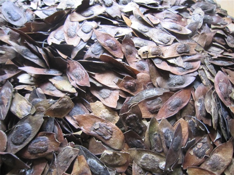 种子_正宗海南树苗种子_降香黄檀木木种子 50克 生根粉