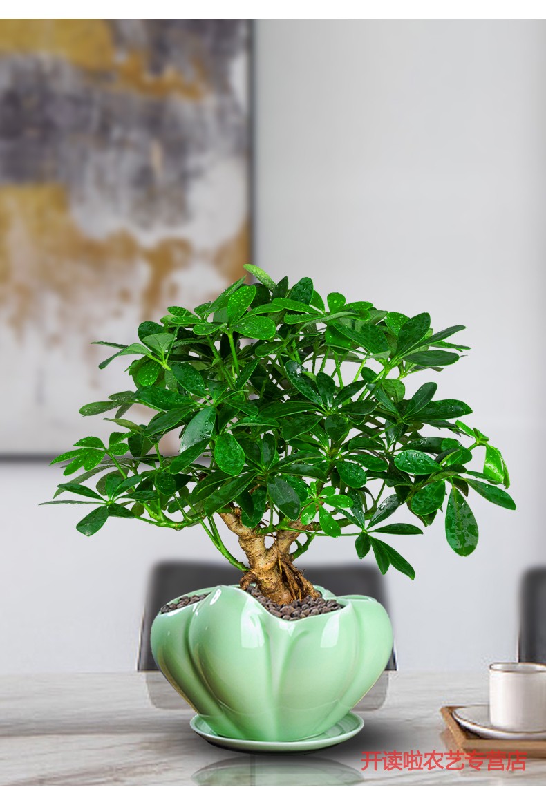 七叶莲盆栽的功效与作用(七叶莲盆栽的功效与作用,七叶莲的副作用)