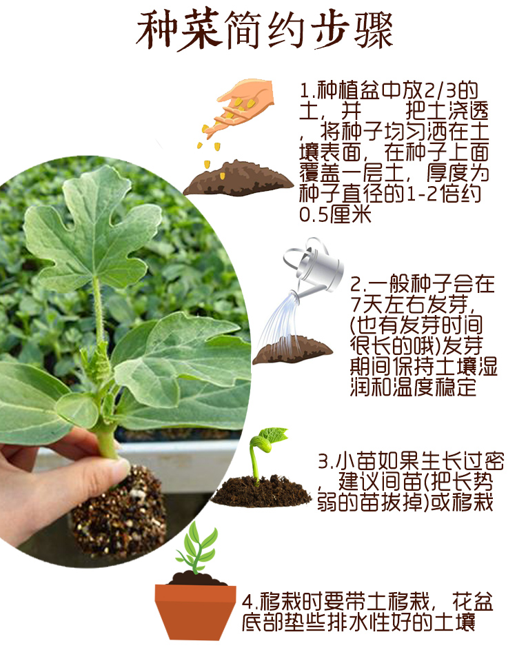 西瓜种子特色无籽西瓜黄皮红壤西瓜籽特大黑皮瓜特小凤黄壤礼品西瓜