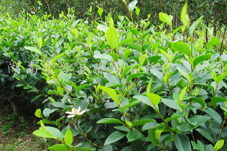 盆栽香妃浓香型客厅花卉观花植物室内花庭院树苗香蕉黄4年苗不含盆