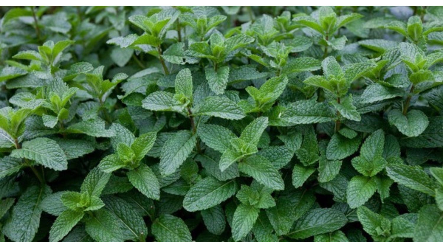 (顺丰)新鲜留兰香薄荷 装饰食用泡茶调酒莫吉托奶茶店专用商用薄荷叶