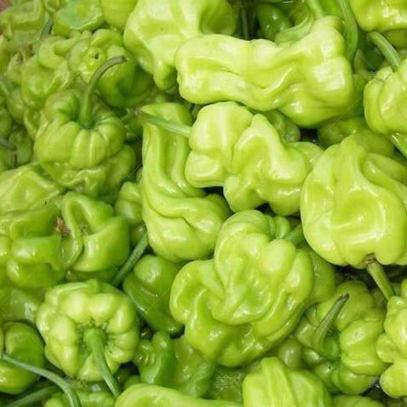 云南特产皱皮辣虎皮辣椒青辣椒清脆蔬菜圆椒3斤装 2500g【图片 价格